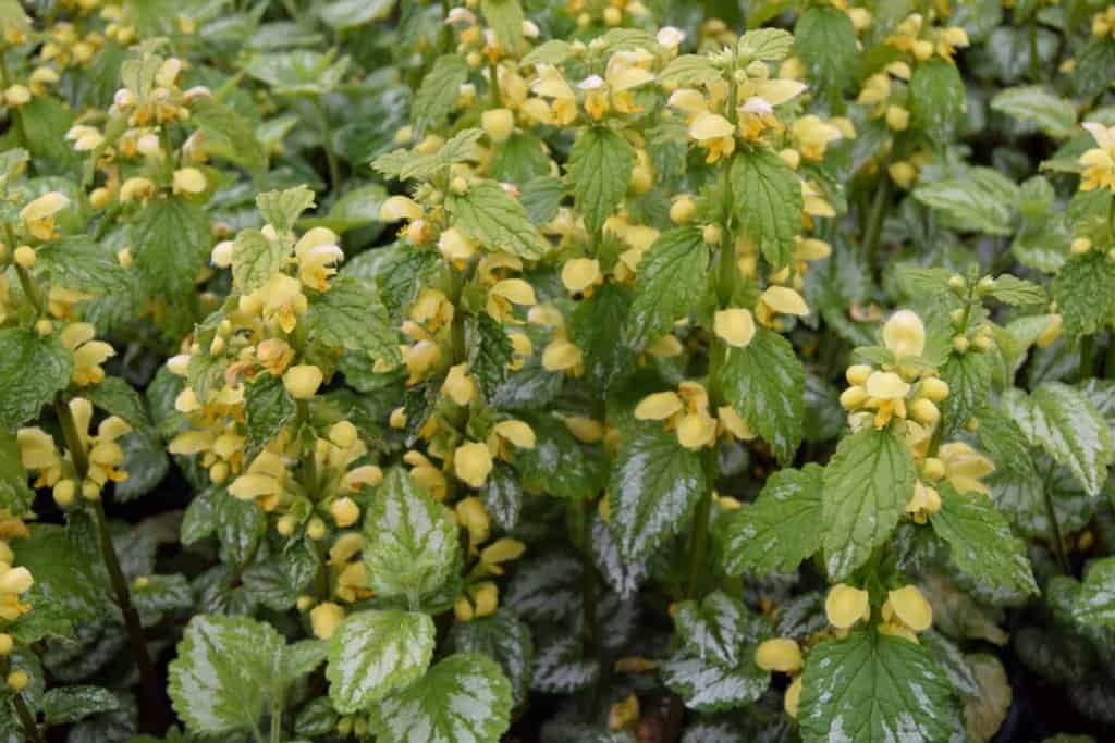 Lamium galeobdolon 'Florentinum' ---